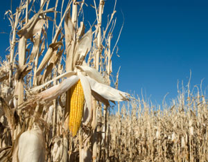 
The amount of grain needed to fill the tank of an SUV with ethanol just once could feed one person for an entire year.
